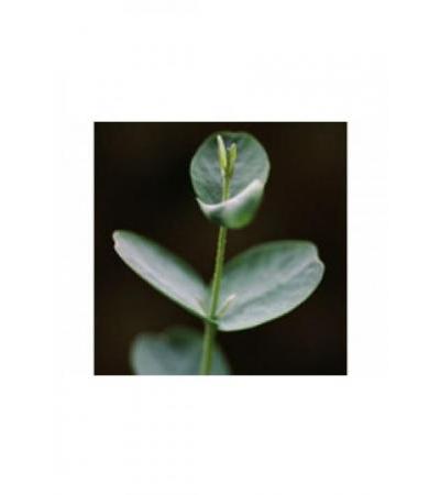 FARFALLA Eukalyptus globulus Äth/Öl Bio Fl 10 ml